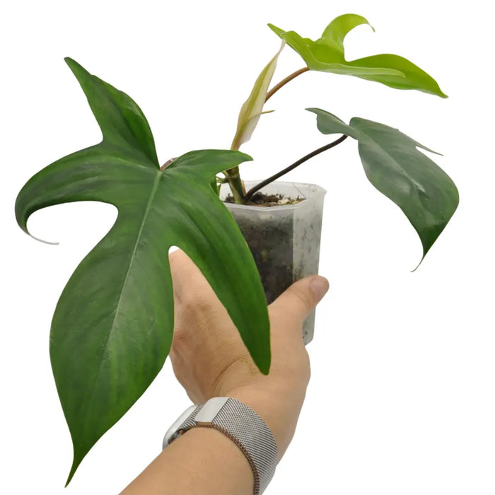 Philodendron Florida Green (reverted Beauty)
