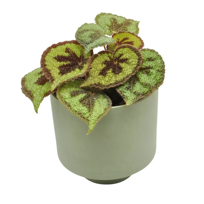 Begonia masoniana rock