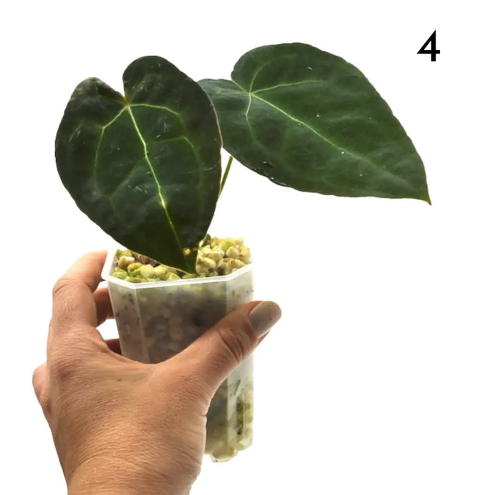 Anthurium Forgetii x