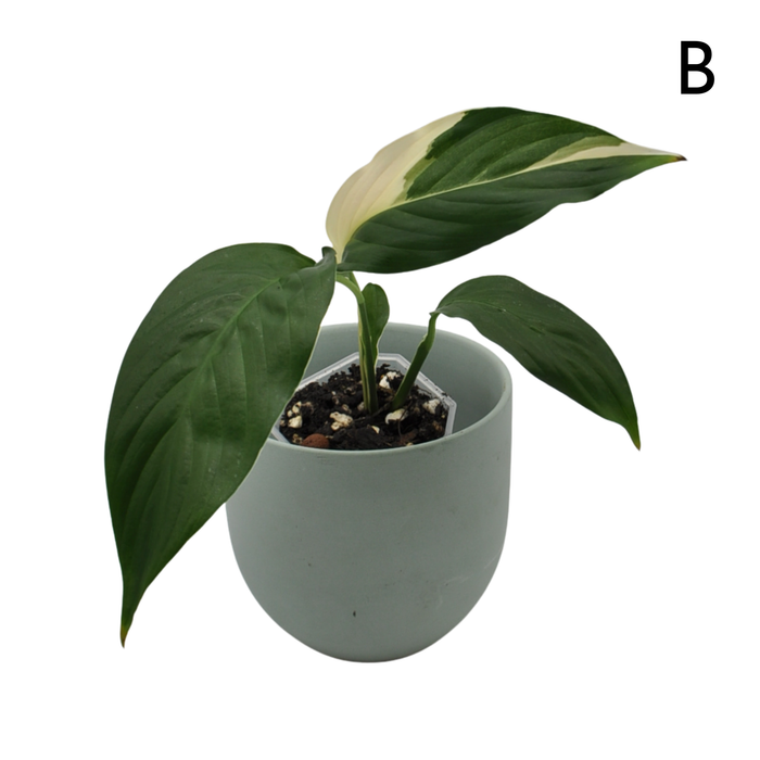 Spathiphyllum Picasso