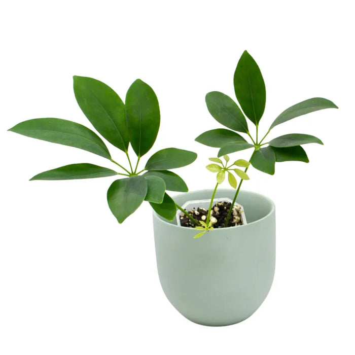 Schefflera arboricola