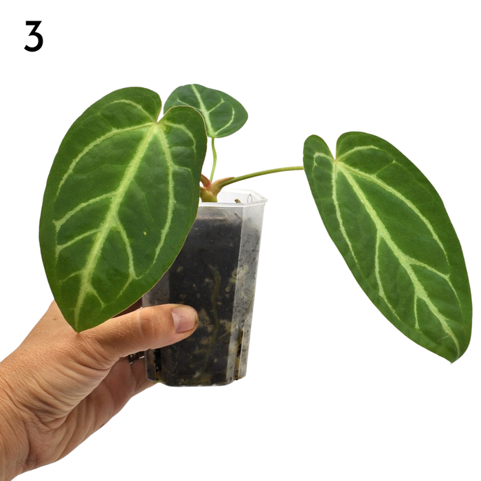 Anthurium magnificum (pure)