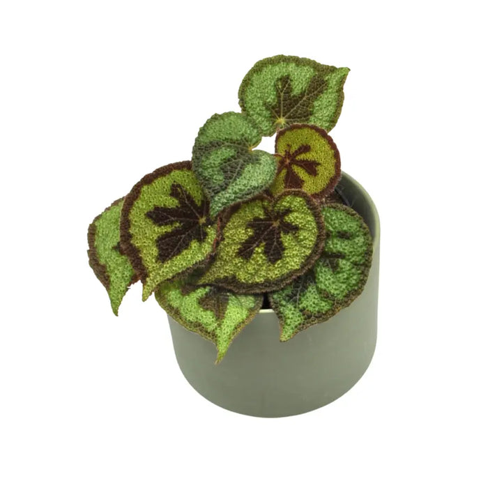 Begonia masoniana rock