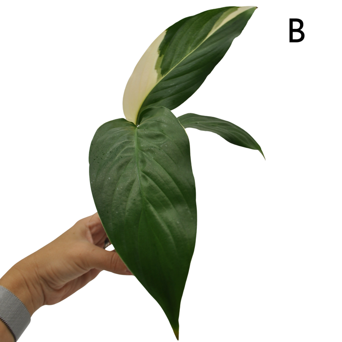 Spathiphyllum Picasso