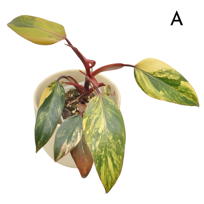 Philodendron Strawberry Shake