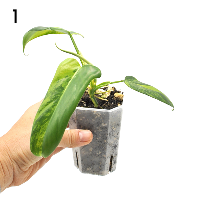 philodendron horse head price Buy Philodendron Bipennifolium Variegata – Rare Variegated Horse Head Philodendron — Green My Space