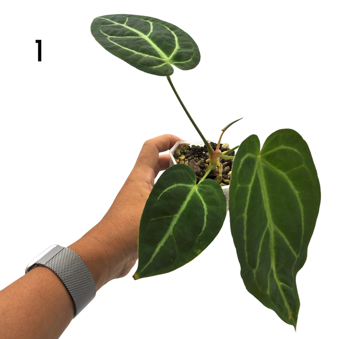 Anthurium magnificum (pure)