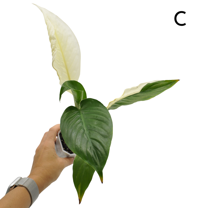 Spathiphyllum Picasso