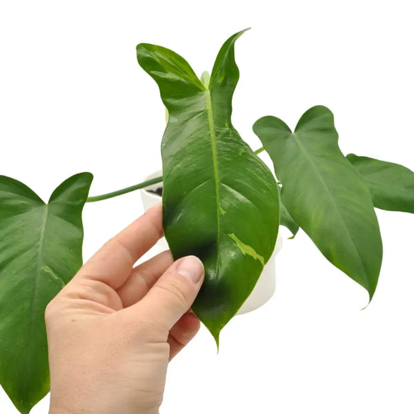 philodendron golden dragon lime fiddle Philodendron Golden Dragon 'Lime Fiddle' – Unique Variegation Distinctive  Leaf Shape — Green My Space