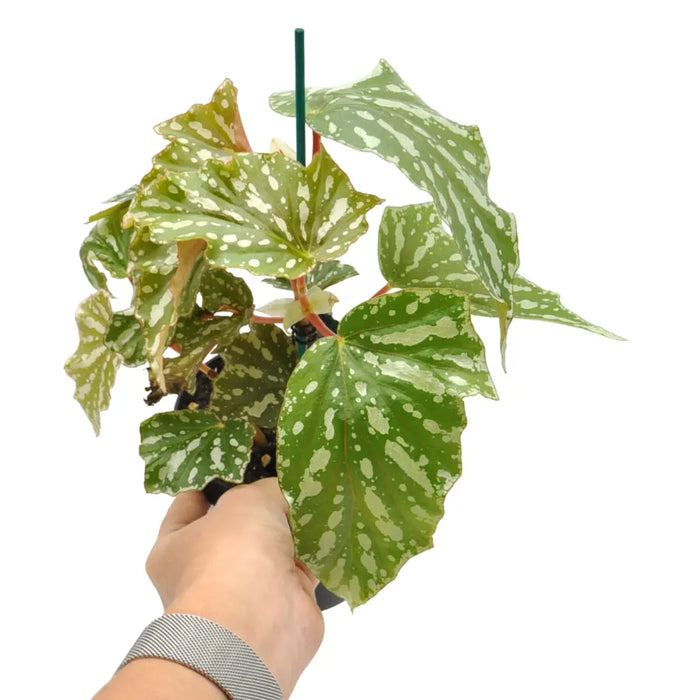 Begonia bohemian forest