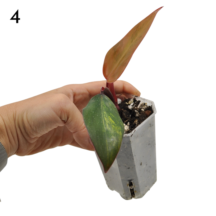 Philodendron Strawberry Shake