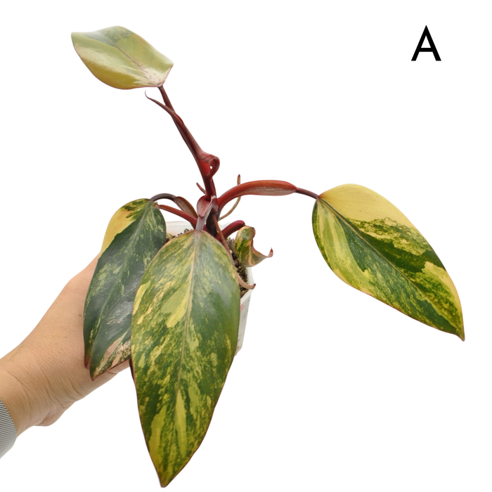 Philodendron Strawberry Shake