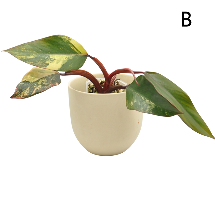 Philodendron Strawberry Shake