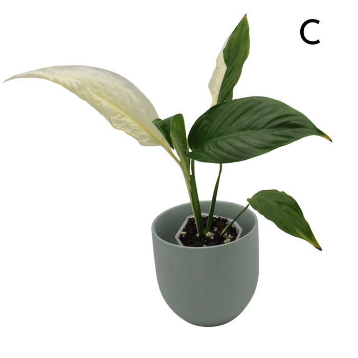 Spathiphyllum Picasso