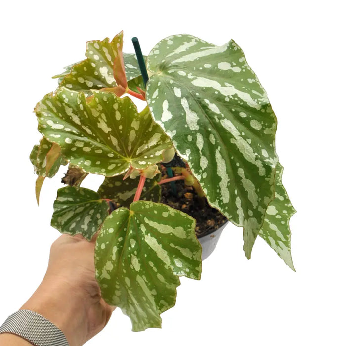 Begonia bohemian forest