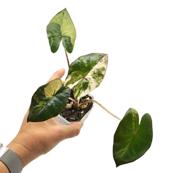Alocasia macrorrhizos 'plumbea Variegata'