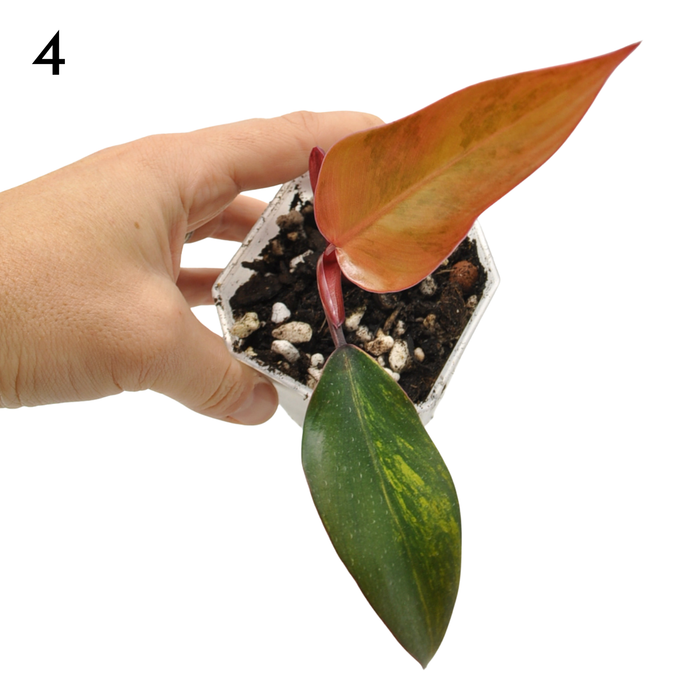 Philodendron Strawberry Shake