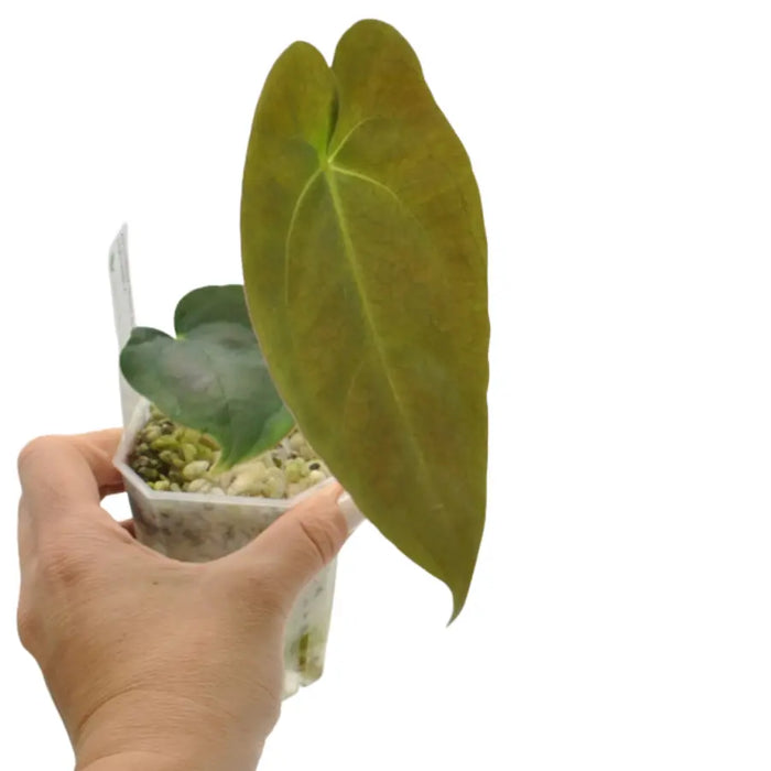 Anthurium Velvet Shadow x Hoffmanii x