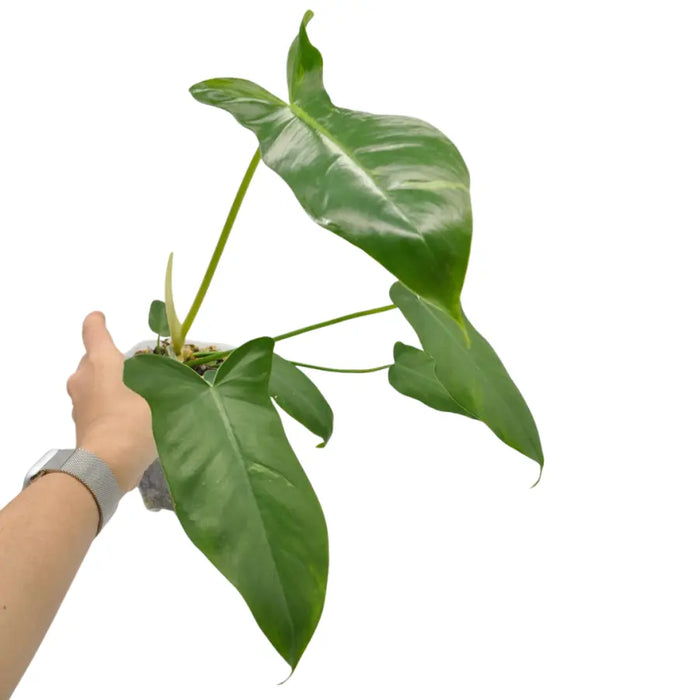 fiddle lime philodendron Philodendron Golden Dragon 'Lime Fiddle' – Unique Variegation Distinctive Leaf Shape — Green My Space