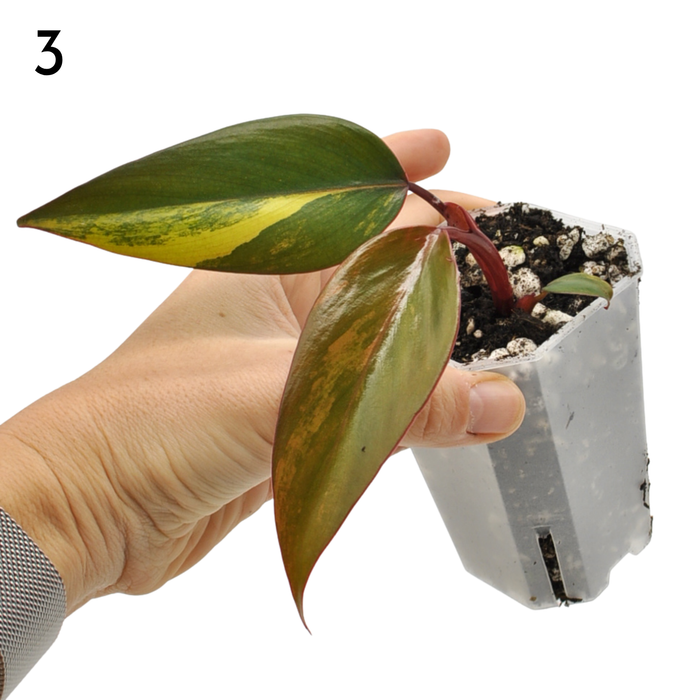 Philodendron Strawberry Shake