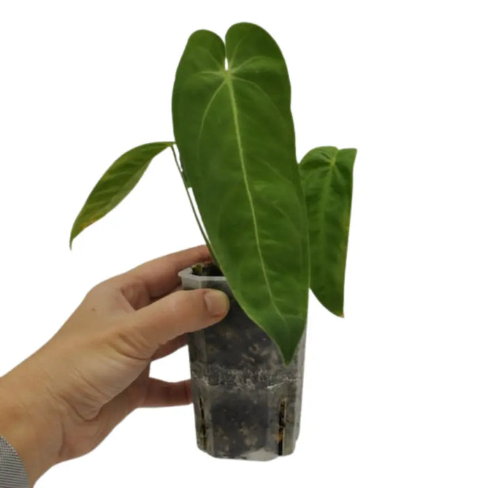 anthurium marmoratum for sale Anthurium marmoratum indoor plant — Green My Space