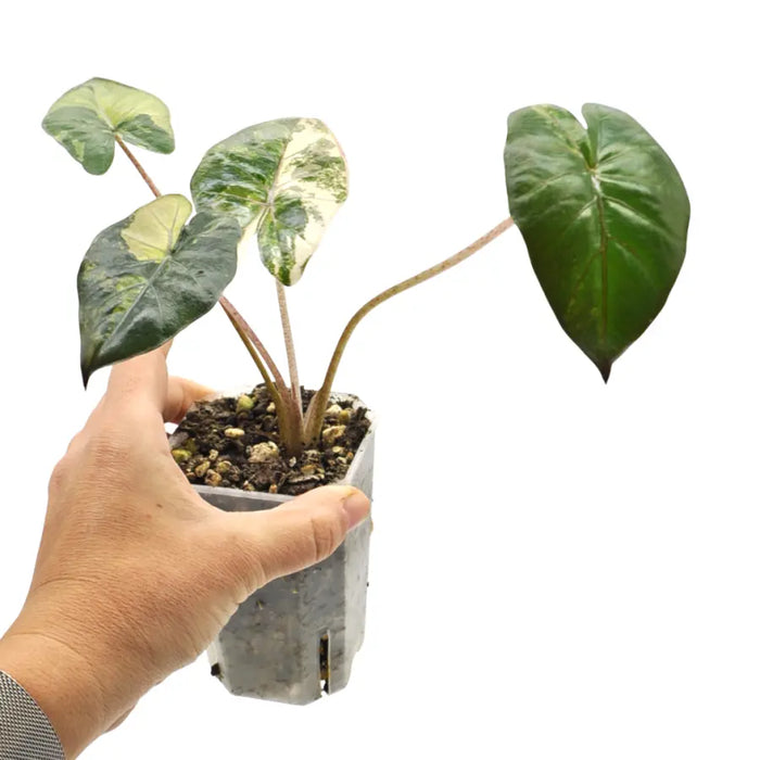 Alocasia macrorrhizos 'plumbea Variegata'