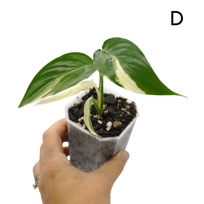 Spathiphyllum Picasso