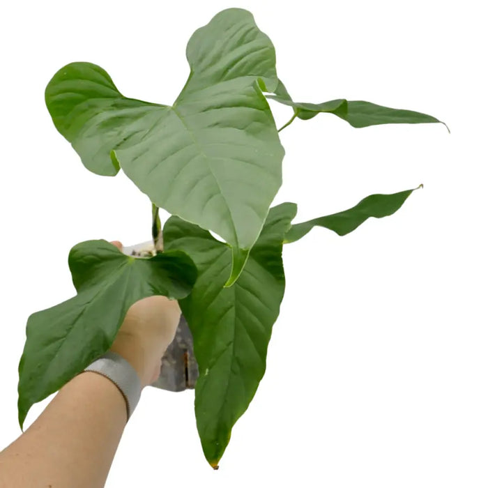Anthurium balaoanum