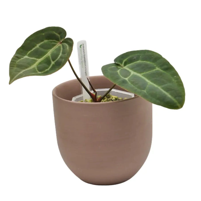 Anthurium Crystallinum x Forgetii