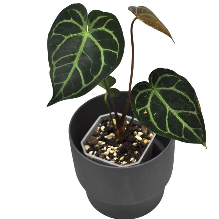 Anthurium regale
