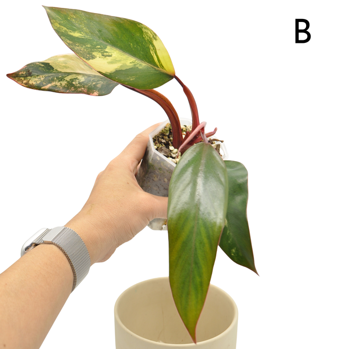 Philodendron Strawberry Shake