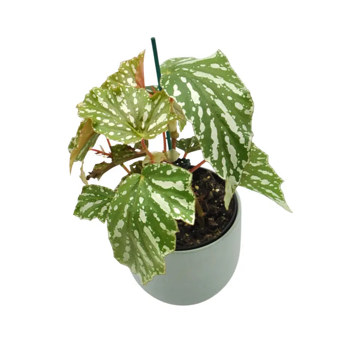 Begonia bohemian forest