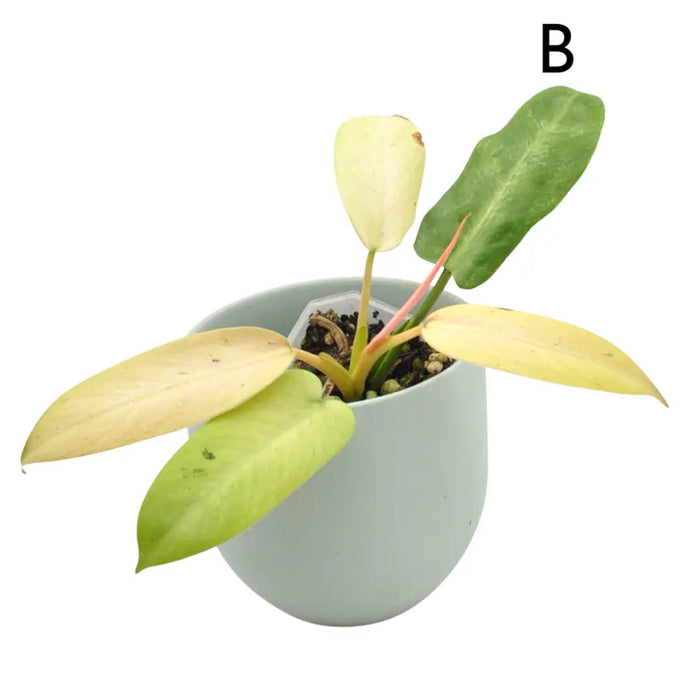 Philodendron Whipple Way