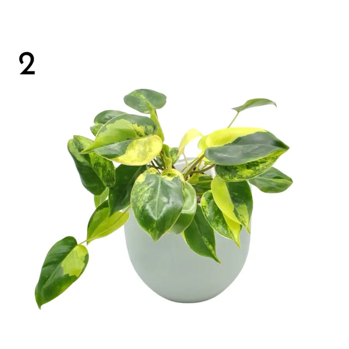 Variegated Philodendron Burle Marx