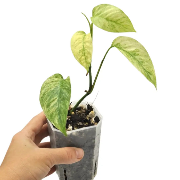 Monstera adansonii var laniata variegata 'mint'