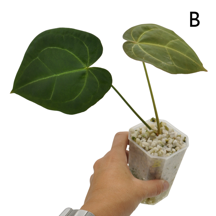 Anthurium Dark Complex x Black noID