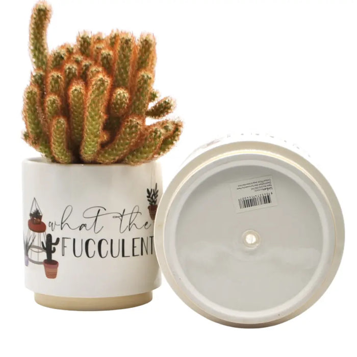 Fucculent Ceramic Planter