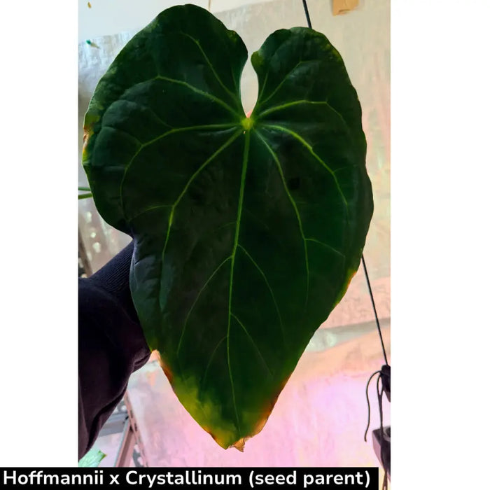 Anthurium (Hoffmannii x Crystallinum ) X ( Forgetii x Crystallinum)