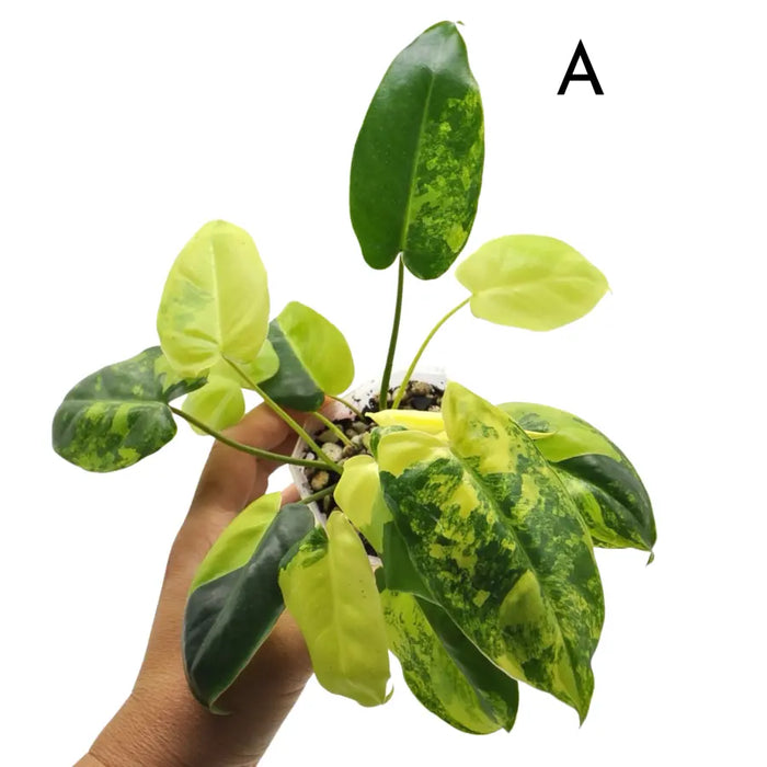 Variegated Philodendron Burle Marx