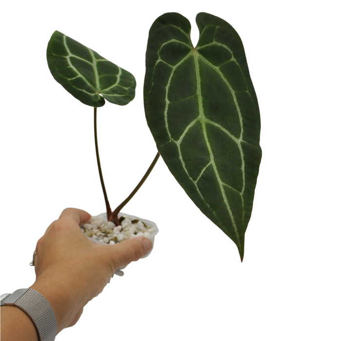 Anthurium Crystallinum x Forgetii