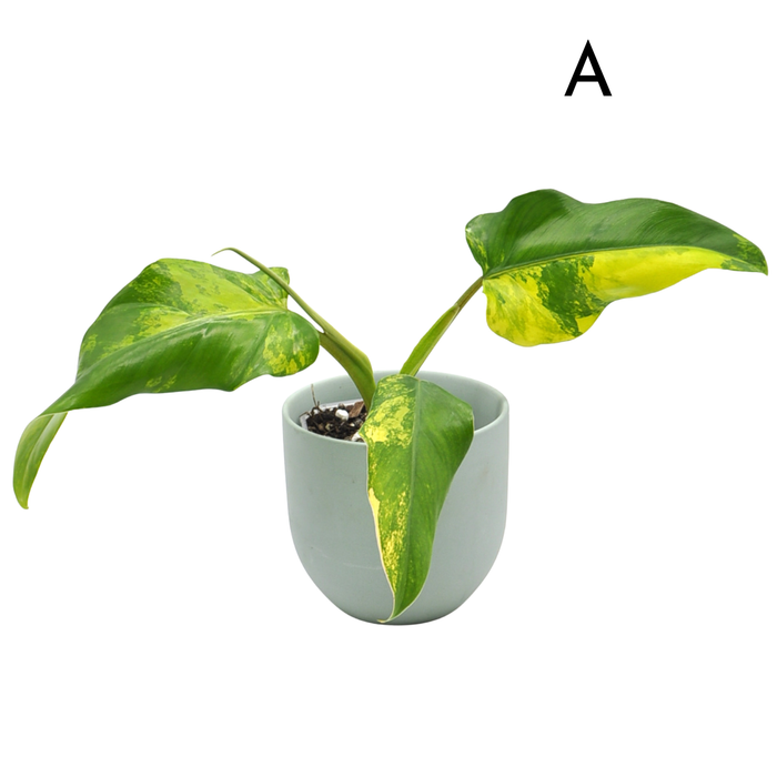 philodendron domesticum green Philodendron Domesticum Variegata – Unique Yellow & Green Climbing Aroid — Green My Space