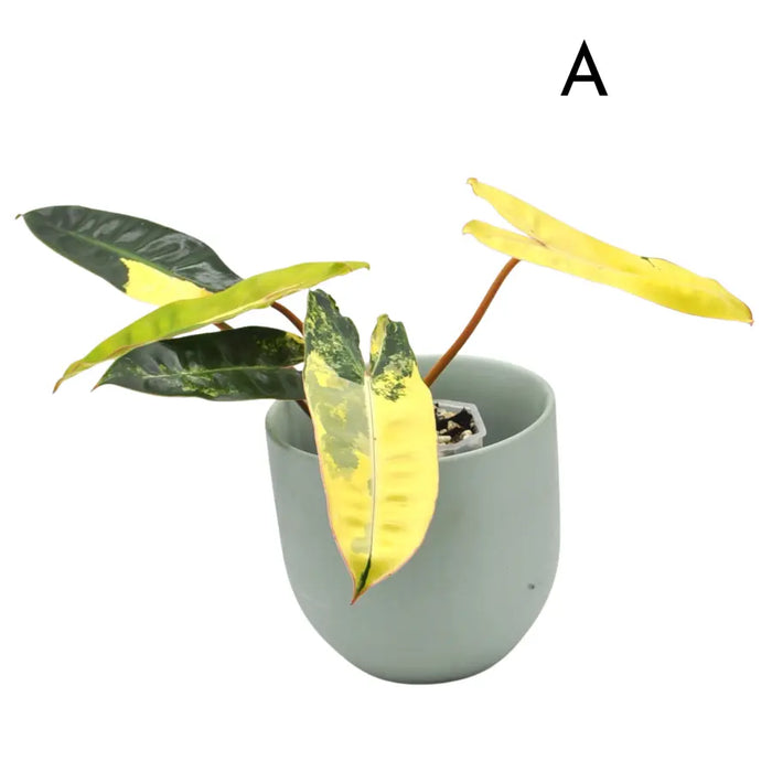 Philodendron Billietiae Variegata - soil