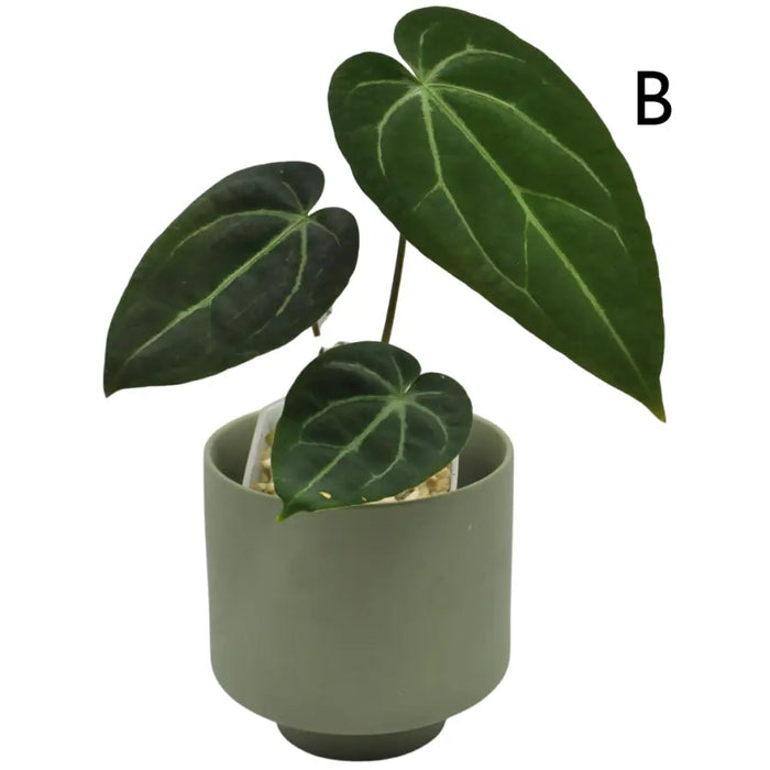 Anthurium papillilaminum x