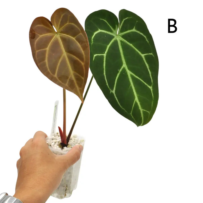 Anthurium  'Black Sensation' x (probably with Magnificum)