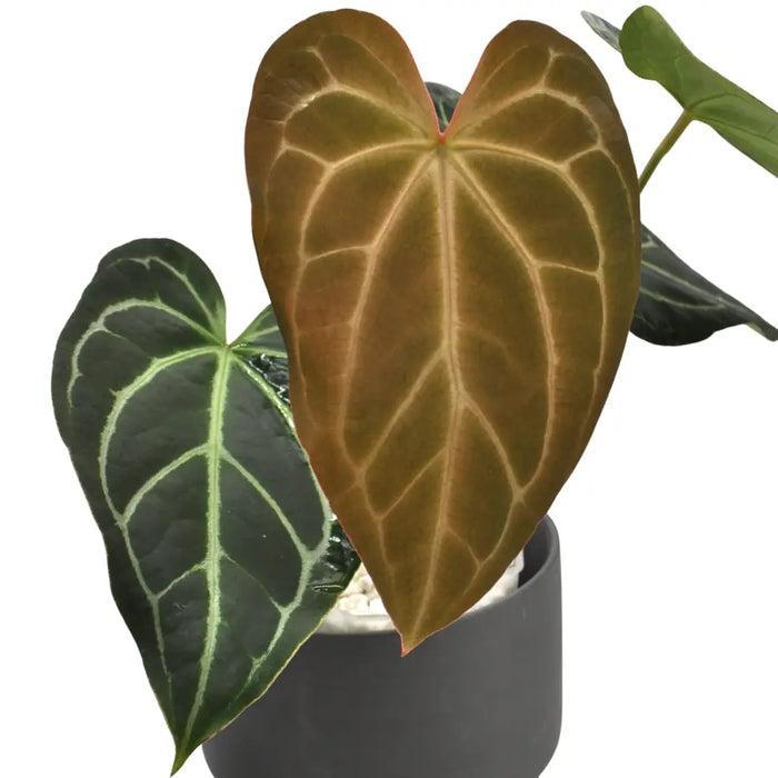 Anthurium Crystallinum x indoor plant — Green My Space