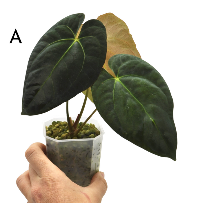 anthurium hoffmannii Anthurium hoffmannii Hybrid – Velvet Leaf Indoor Plant — Green My Space