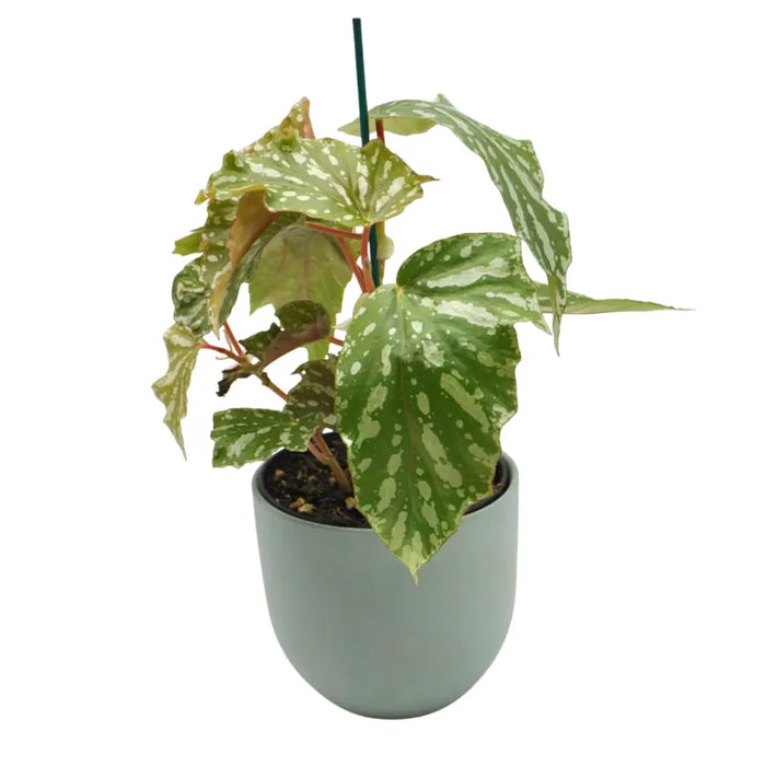 Begonia bohemian forest