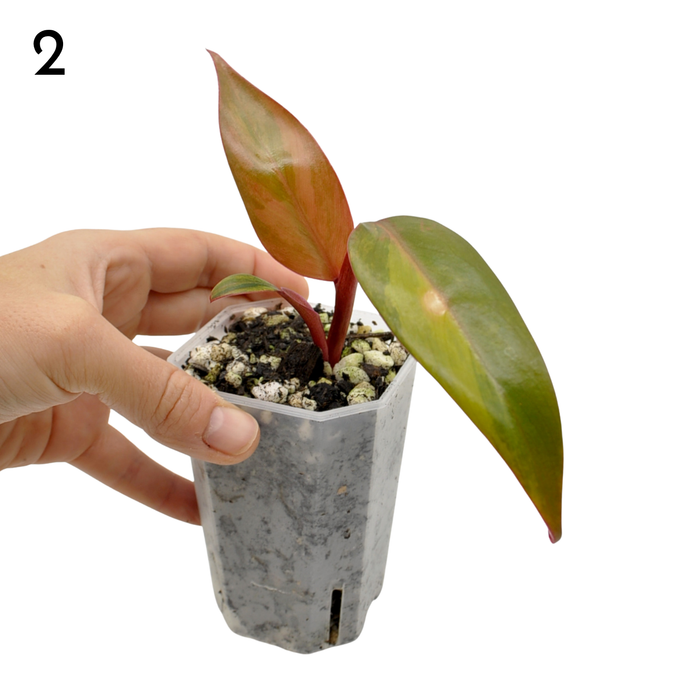 Philodendron Strawberry Shake