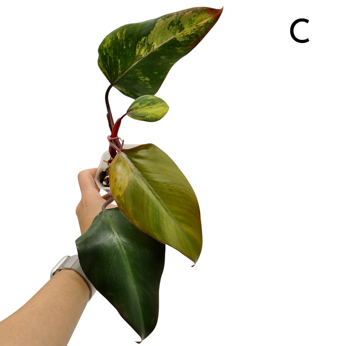 Philodendron Strawberry Shake