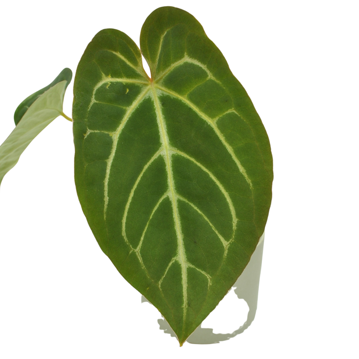 anthurium magnificum x crystallinum australia Anthurium Magnificum – Velvety Green Leaves with Striking White Veins — Green My Space